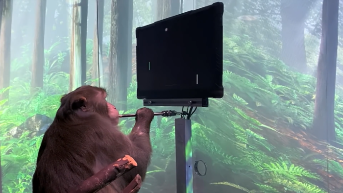 Neuralink, de Elon Musk, mostra vídeo de macaco jogando Pong com a mente (Imagem: Reprodução/Neuralink/YouTube)
